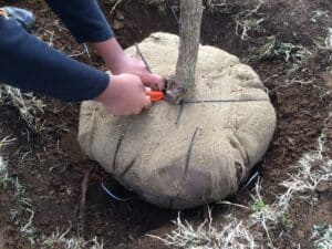 New Tree Planting: Cutting Cords from Burlap around Root Ball. planting trees in the fall in Oklahoma. River Bottom Nursery has a huge selection of trees.