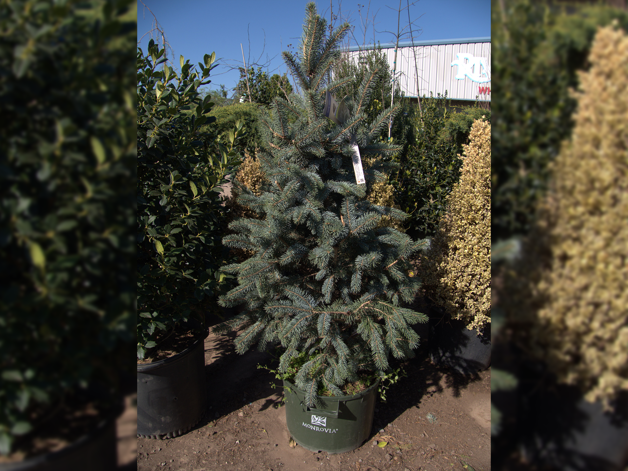 Picea Pun Fat Albert aka Colorado Blue Spruce - River Bottom Wholesale Nursery.