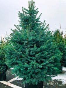  lush green Christmas tree in a pot, perfect for holiday decorations and seasonal designs. River Bottom Nursery. 