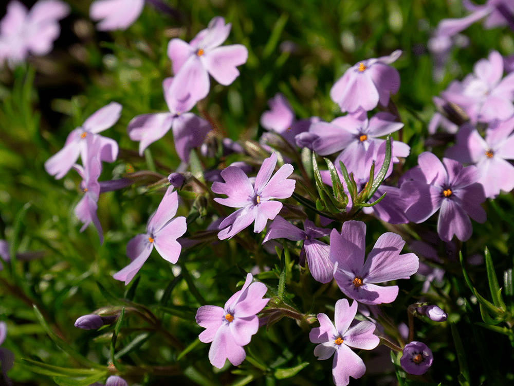 Pink Phlox at River Bottom Nursery.