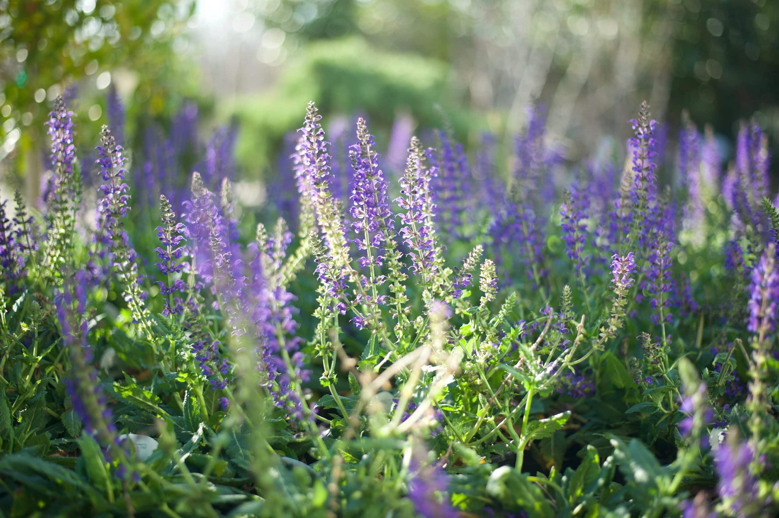 purple sage - Spring Sip & Shop - River Bottom Nursery