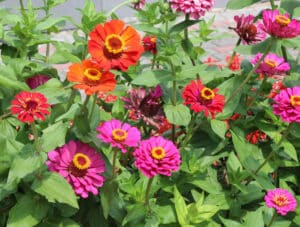 Colorful zinnias (Majors) are blooming in a flower bed in the garden. Zinnias in Flower Garden in Oklahoma - River Bottom Nursery.