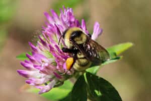 Bee on bright pick flower - Create a Buzzworthy Pollinator Friendly Garden - River Bottom Nursery