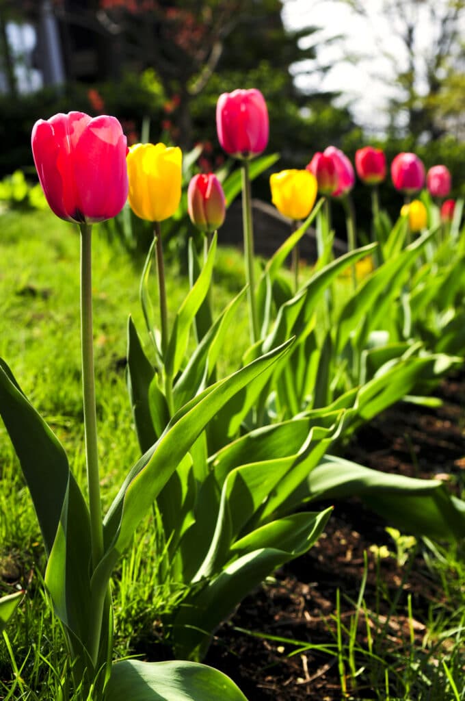 Tulips in spring garden. Bright blooming tulips growing in spring garden. Planting Bulbs for Spring Blooms - River Bottom Nursery