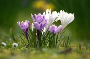 A bunch of purple Crocus flowers blooming. Planting Bulbs for Spring - River Bottom Nursery